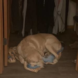 Meet your Posher, Steven